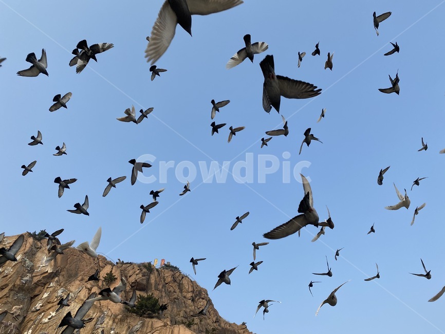 감성,비둘기,새,공원,포토,animal,동물,flock,대군,bird