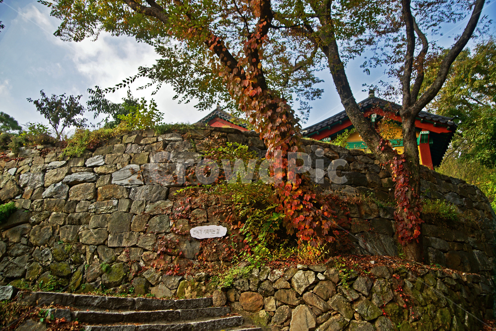 청계사,돌담,사찰,불교사찰,고찰,가을,계절,청계산,단풍,가을,계절,fall,autumn,season,자연,풍경,nature,landscape,wall,벽,path,통로,walkway,보도