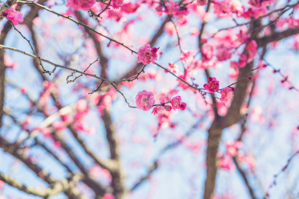 매화,홍매화,통도사,절,봄,봄꽃,봄,계절,spring,season,식물,자연,plants,nature,꽃,flower,plant,blossom