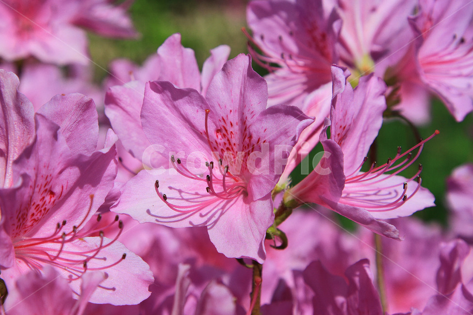 봄,분홍꽃,꽃,철쭉,봄꽃,봄,계절,spring,season,식물,자연,plants,nature,꽃,flower,plant,geranium,제라늄,blossom