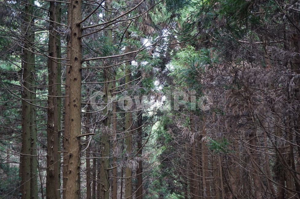 나무,가문비나무,숲,산,tree,phyllodusspruceae,forest