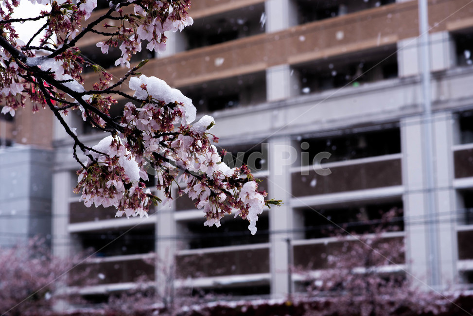 벚꽃,봄,겨울,눈,눈꽃,이상기온,풍경,식물,plant,flower,snow,cherryblossom,bossom,winter,spring