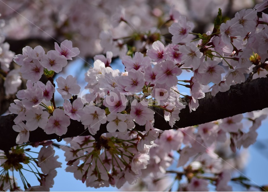 꽃,꽃들,자연,아름다움,장식,벗꽃,붉은색,나무,배경화면,flowers,flower,nature,beautiful,bright,decoration,background,floral,hoya,봄,계절,spring,season,식물,자연,plants,nature,꽃,flower,plant,blossom,cherry blossom,벚꽃
