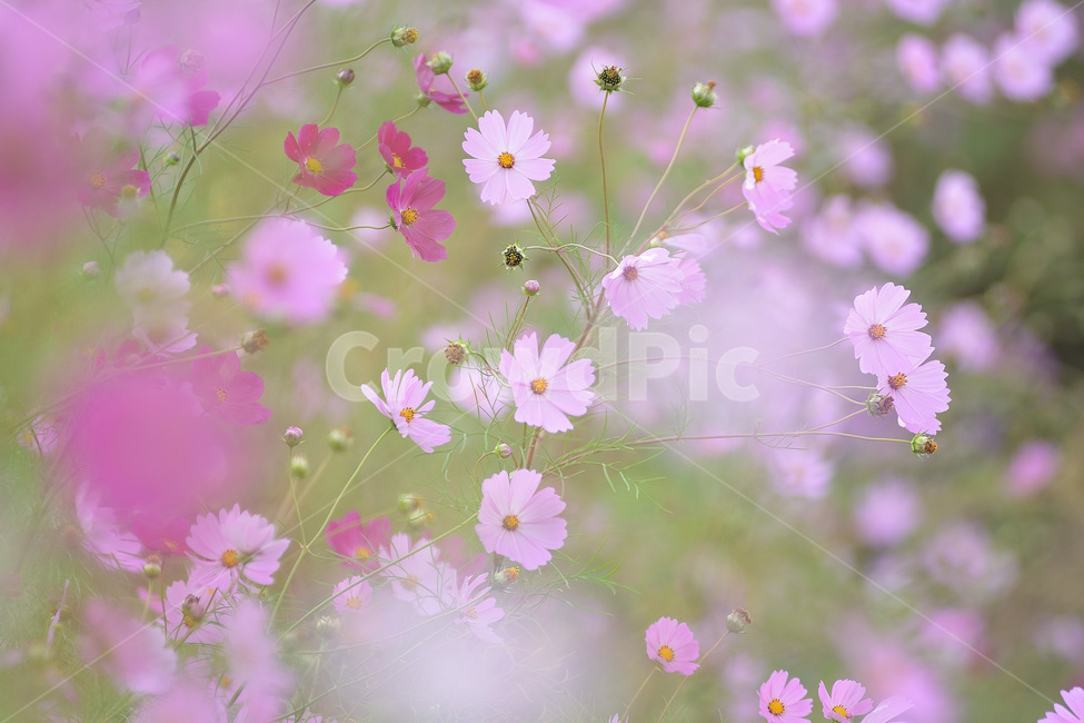 꽃,꽃밭,코스모스,가을꽃,야생화,가을,계절,fall,autumn,season,식물,자연,plants,nature,꽃,flower,spring,봄,plant,blossom,geranium,제라늄