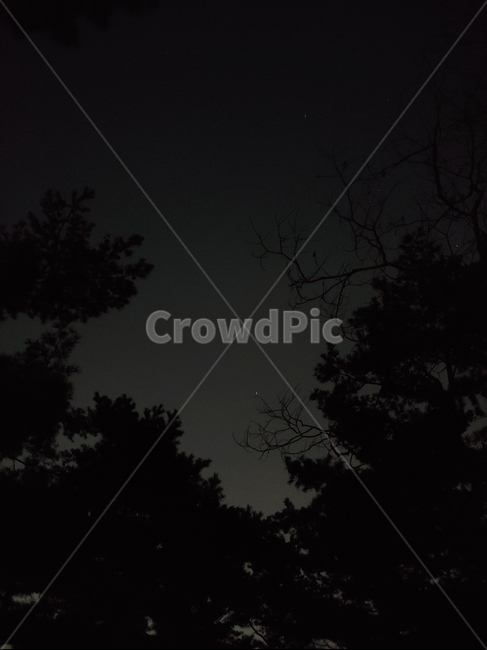야경,별,밤하늘,나무,밤,하늘,숲,야경,밤,풍경,nightscape,night,landscape,nature,자연,outdoors,옥외