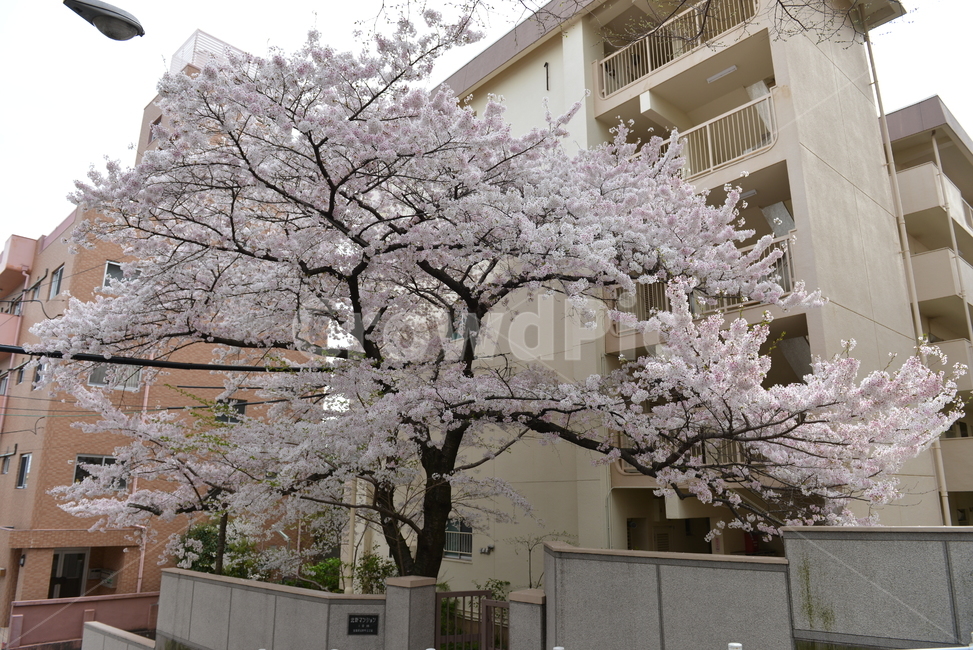 벚나무,벚꽃,만개,나무,식물,꽃,plant,flower