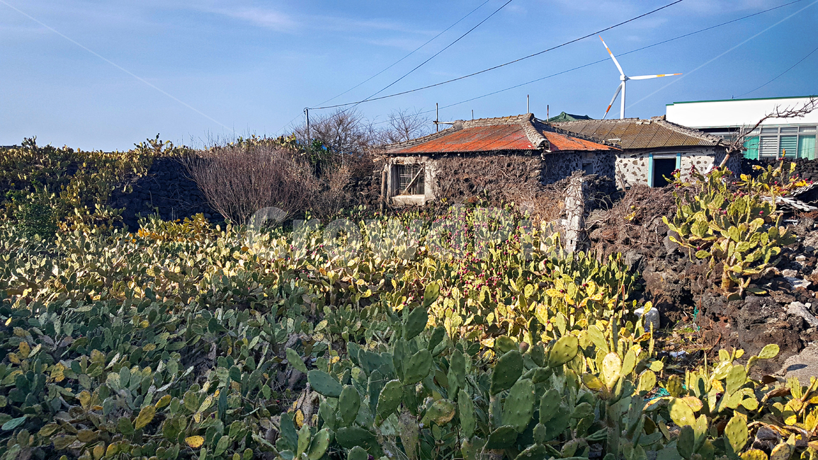 제주,선인장군락지,백련초,돌담,돌,plant,식물,cactus,자연,옥외,outdoors