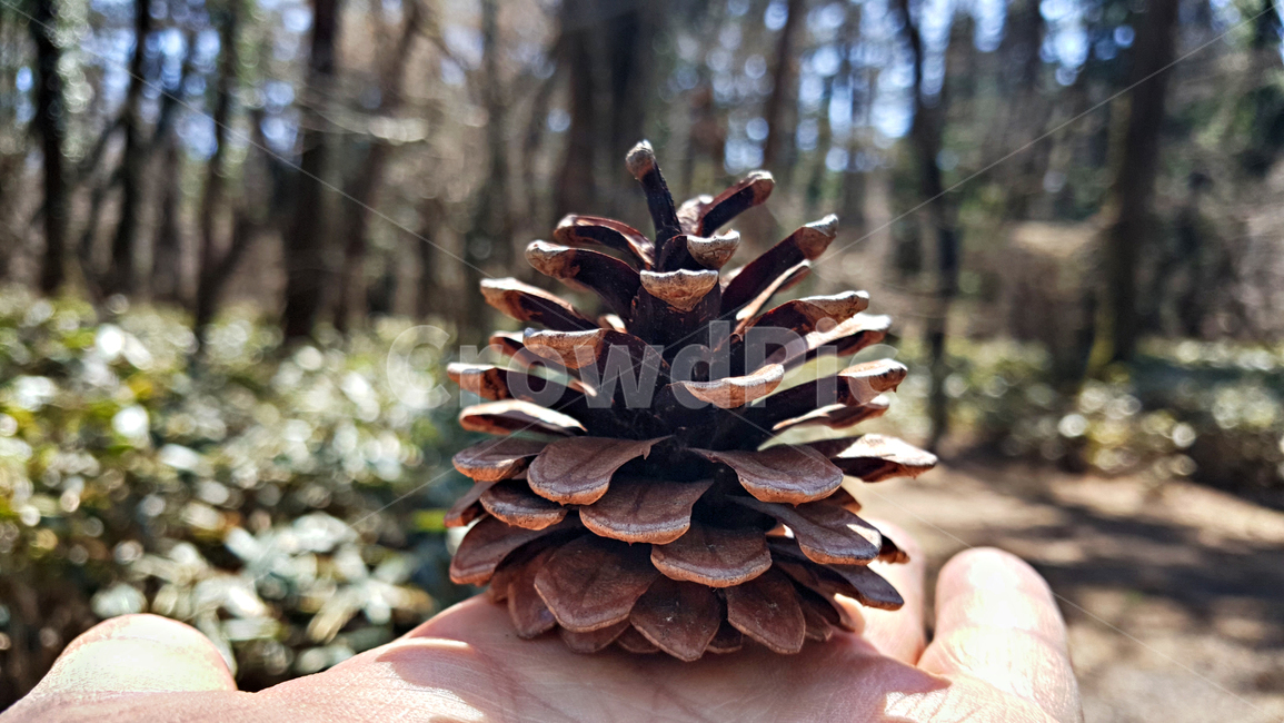 솔방울,tree,나무,plant,식물,conifer,구과식물,larch,낙엽송
