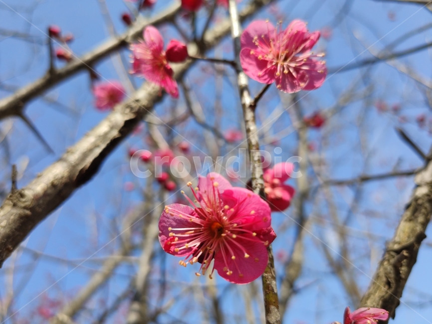 홍매화,매화,매화꽃,붉은매화꽃,홍매,자장매,maehwa,plant,식물,blossom,geranium,제라늄,flower,꽃,식물,자연,plants,nature,꽃,flower