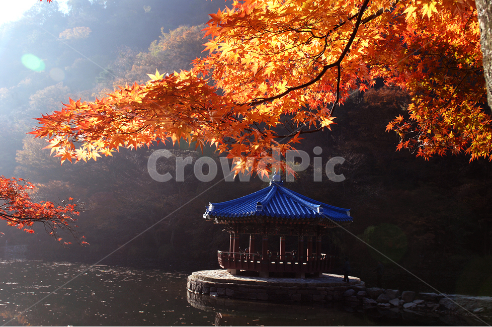 자연,가을,단풍,내장산,식물,가을,계절,fall,autumn,season,한국전통,한국문화,korean traditional,korean culture,건축물,건물외관,exterior,building,structure,architecture,construction,leaf,잎,plant,tree,나무