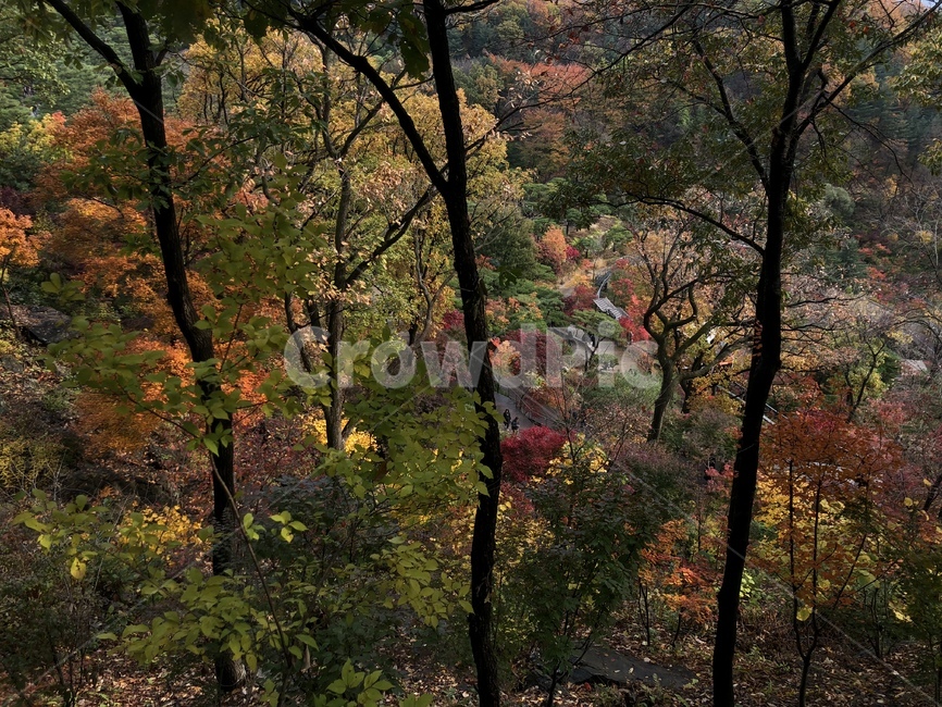 단풍,단풍숲,단풍놀이,화담숲,풍경,가을풍경,가을,계절,fall,autumn,season,tree,나무,plant,식물,tree trunk,나무 줄기