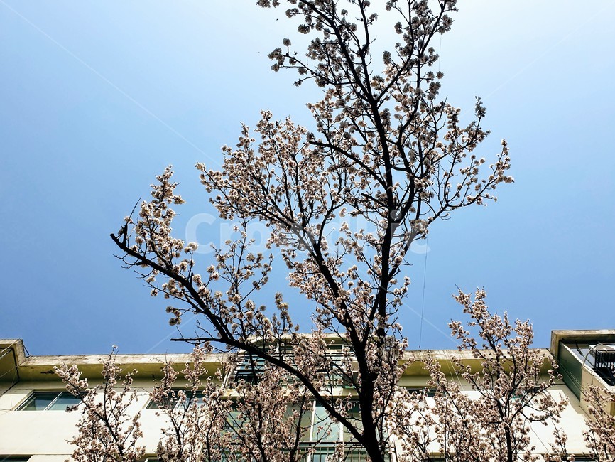 벚꽃,하늘,봄,오래된건물,벚나무,식물,자연,plants,nature,나무,trees,wood