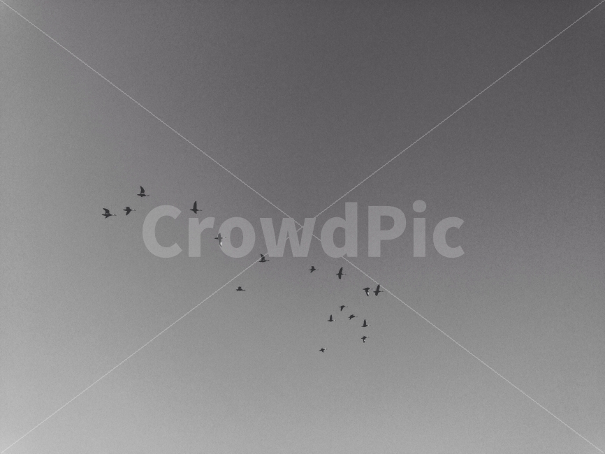 자연,흑백,하늘,새,철새,동물,animal,조류,새,birds,흑백,모노톤,monochrome,black and white