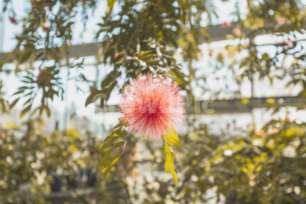 봄,꽃,꽃놀이,온실,공원,봄,계절,spring,season,식물,자연,plants,nature,꽃,flower,plant,blossom