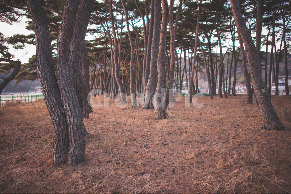 소나무,나무,숲,소나무숲,그림자,풍경,자연,식물,대한민국,인천,가을,pinetree,pineforest,autumn,wood,자연,풍경,nature,landscape,tree,plant,tree trunk,나무 줄기