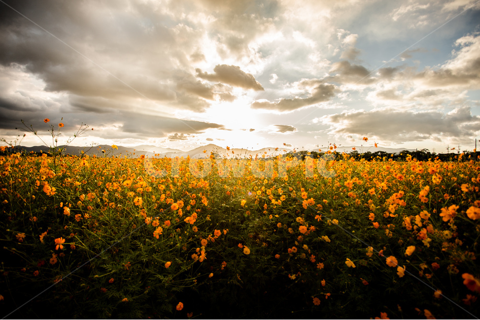 노을,풍경,들판,코스모스,하늘,경주,구름,자연,풍경,nature,landscape,식물,plants,꽃,flower,outdoors,옥외,grassland,목초지,field,들,farm,농장,rural,농촌,meadow