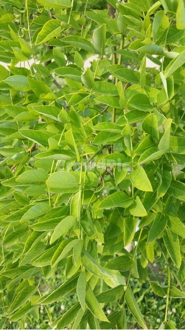 산책,공원,초록,나뭇,잎