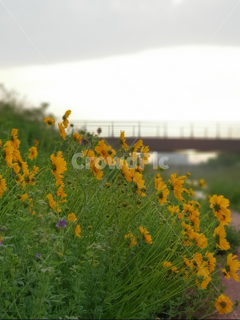 금계국,노랑,아침,봄,풍경,식물,자연,plants,nature,꽃,flower