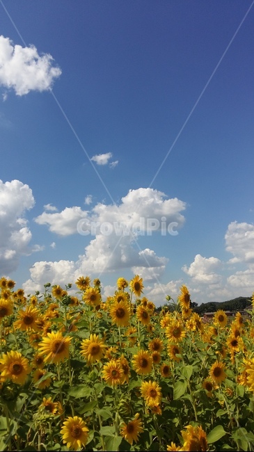 해바라기,꽃,하늘,가을,구름,자연,풍경,nature,landscape,식물,plants,꽃,flower,plant