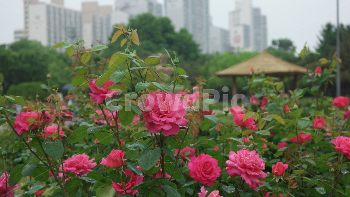 로즈가든,장미,장미꽃,장미원,로즈,薔薇,rose,식물,자연,plants,nature,꽃,flower