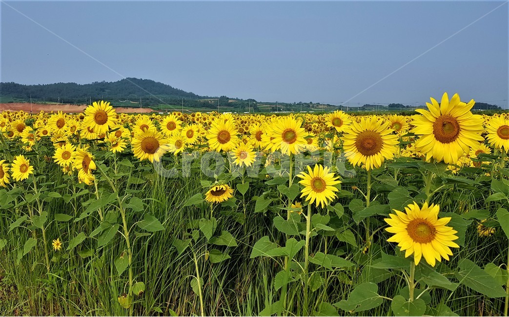 해바라기,꽃,식물,자연,아름다움,태양,sun,가을,여름,계절,plants,season,nature,summer,sunflower
