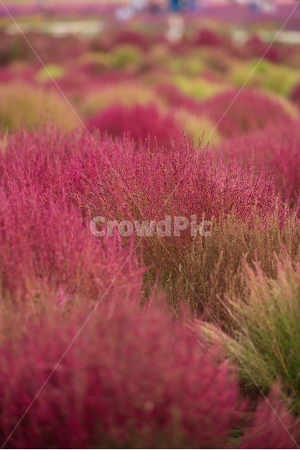 자연,식물,풍경,꽃,꽃밭,flower,풀밭,식물,자연,plants,nature