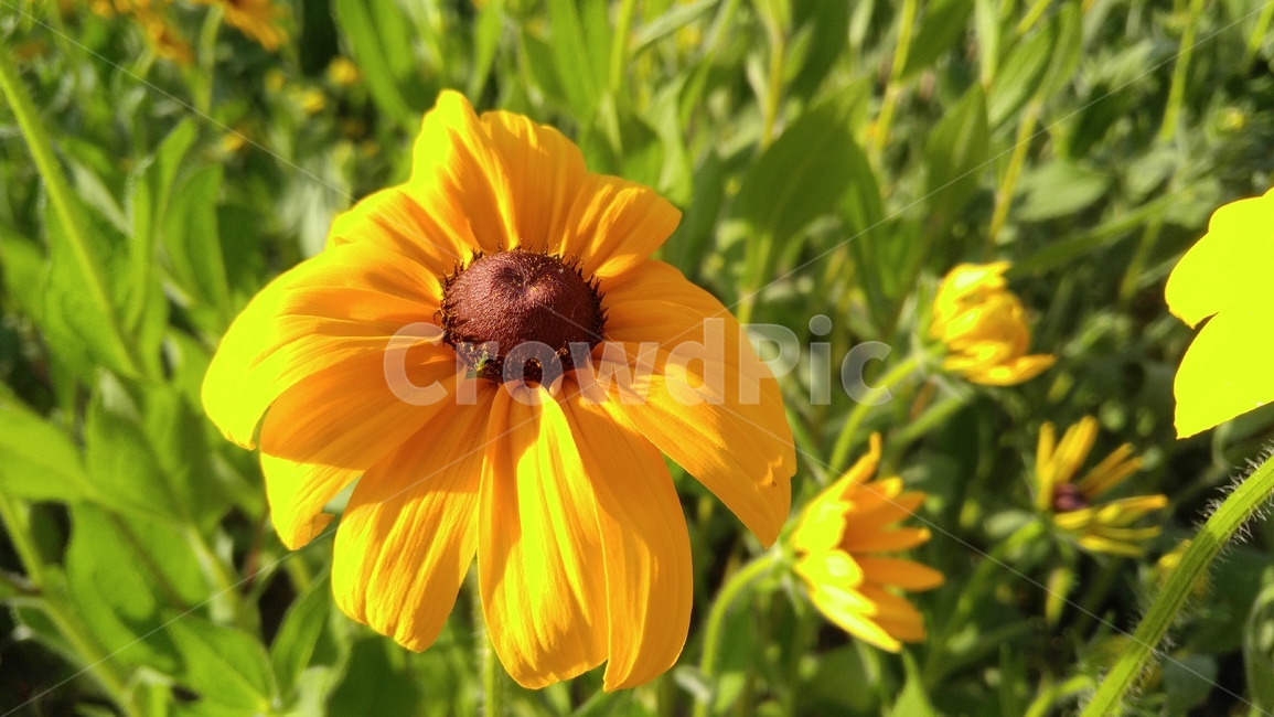 루드베키아,꽃,노랑꽃,노랑색,식물,녹색,배경,감성,계절,ludvechia,flower,yellowflower,flants,green,background,emotional,season
