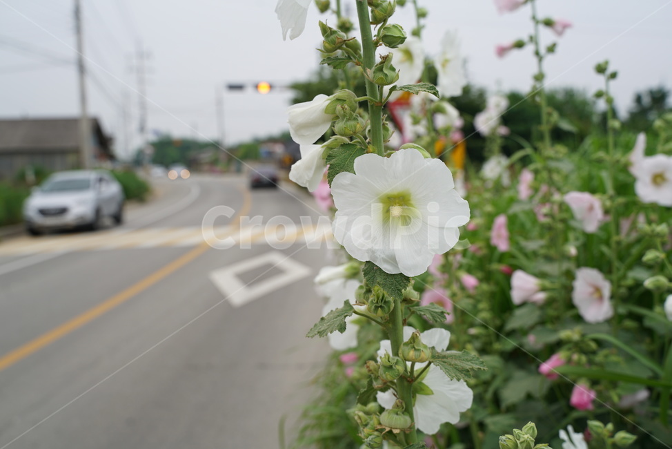 접시꽃,속씨식물,아욱과,촉규화,황촉화,일일화,닥풀,황촉규,식물