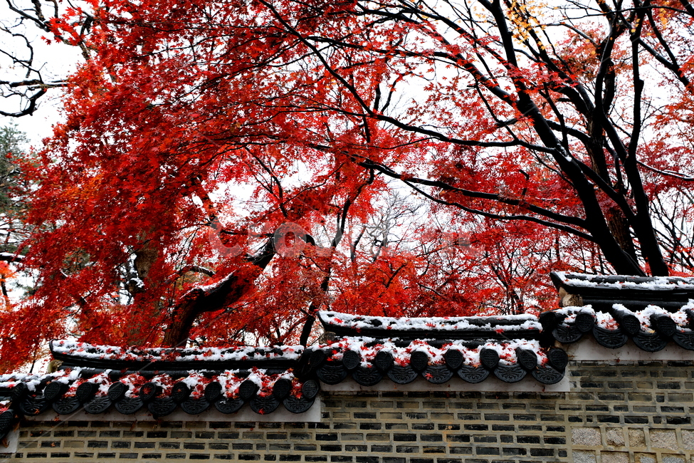 풍경,건축물,나무,식물,계절,한국전통,한국문화,korean traditional,korean culture,건축물,건물외관,exterior,building,structure,architecture,construction