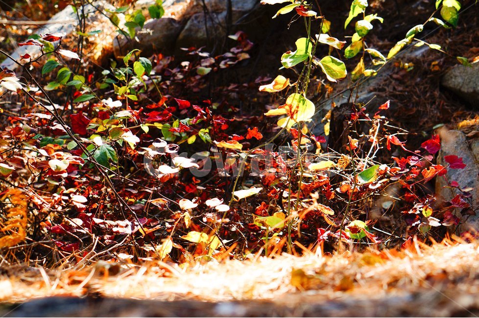 가을,낙엽,햇빛,풍경,풀,가을,계절,fall,autumn,season,식물,자연,plants,nature,leaf,잎,plant,tree,나무
