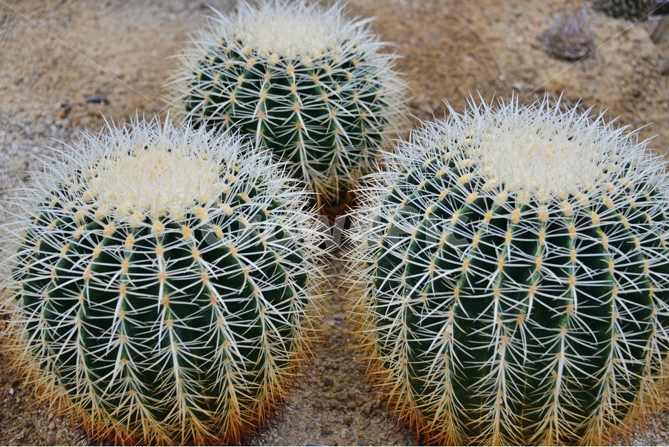 plant,식물,cactus,선인장,다육,다육식물,관상식물,관상다육,다육이,식물,자연,plants,nature