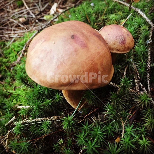 fungus,진균류,plant,식물,버섯