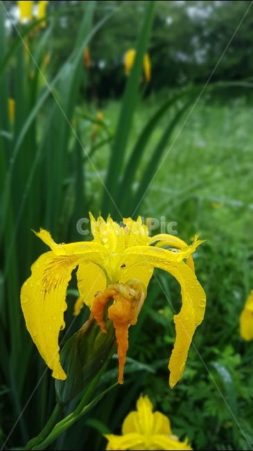 노란,꽃,물방울,빗방울,비,식물,자연,plants,nature,꽃,flower