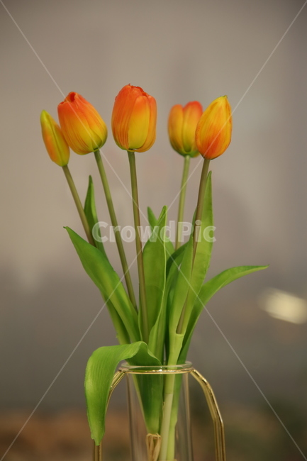 plant,식물,꽃,flower,튤립