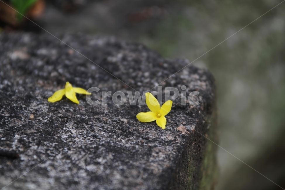 개나리꽃,봄,식물,자연,감성사진,꽃송이,낙화,봄,계절,spring,season,식물,자연,plants,nature,꽃,flower,plant