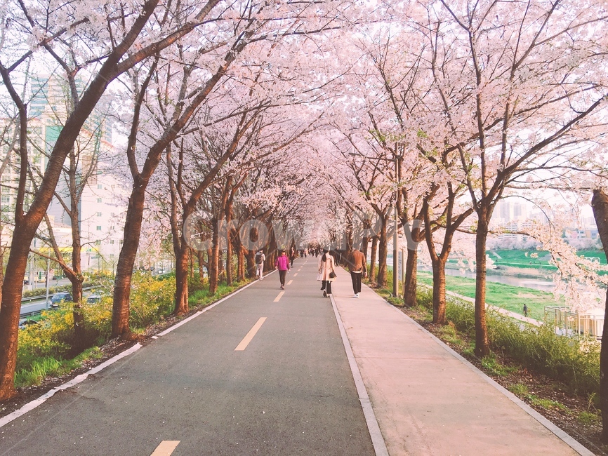 안양천,벚꽃길,가로수길,벚꽃,벚꽃터널,벚꽃가로수길,가산디지털단지,벚꽃축제