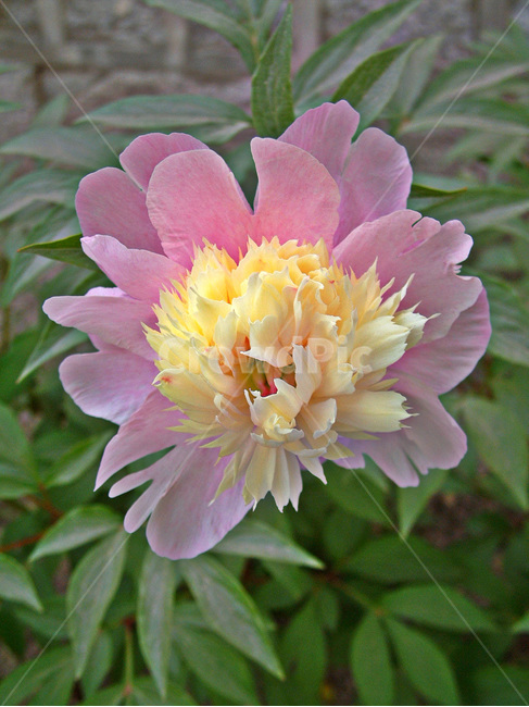 작약,작약화,여러해살이풀,연분홍색,관상용,약용,식물,자연,plants,nature,꽃,flower