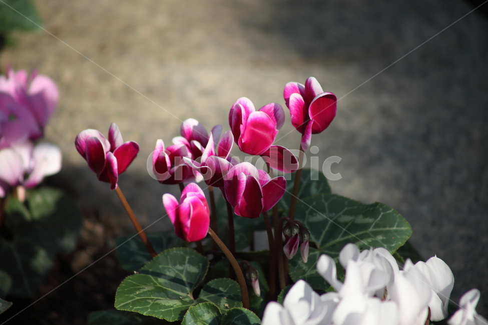 시클라멘,꽃,식물,cyclamenpersicum,flower,식물,자연,plants,nature,꽃,flower