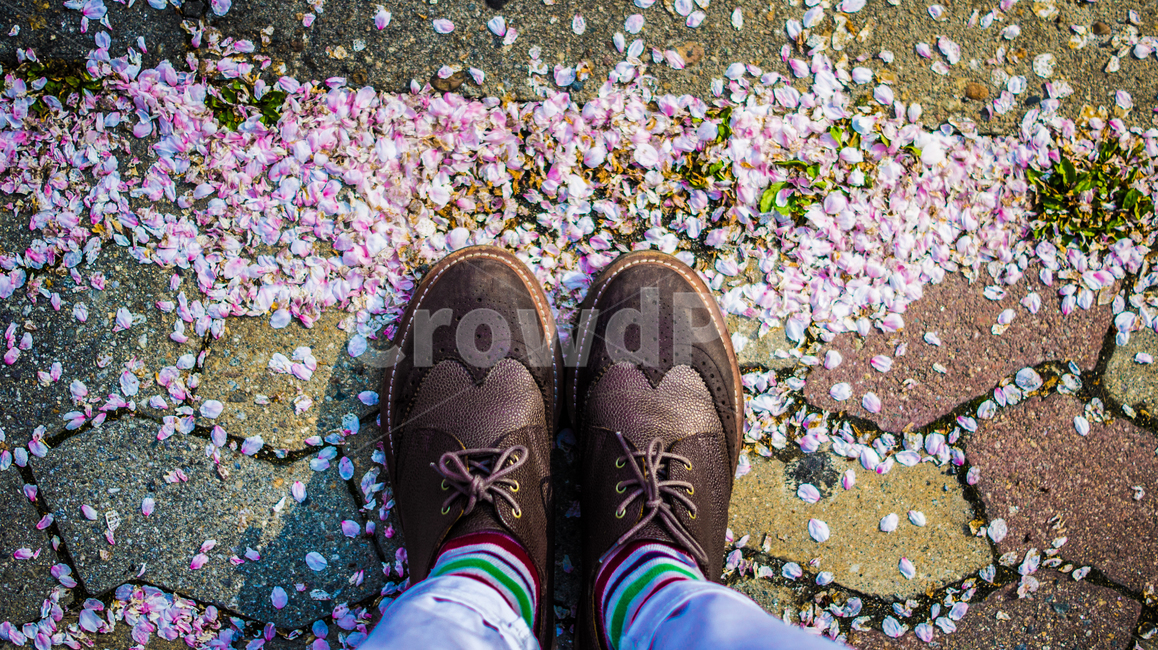벚꽃,봄,핑크,꽃,식물,꽃놀이,계절,season,flower,flowers,pink,spring,blossom,sherryblossom,바닥,땅,발,꽃잎,신발,구두,다리,벚꽃잎,봄,계절,spring,season,패션스타일,의상,fashion,style,paper,종이,confetti,색종이 조각