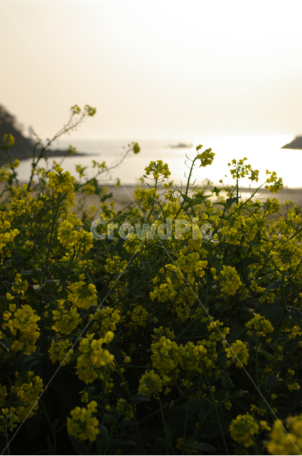 바다,유채꽃,노을,꽃,식물,섬,봄,계절,spring,season,식물,자연,plants,nature,꽃,flower,field,들,outdoors,옥외,grassland,목초지