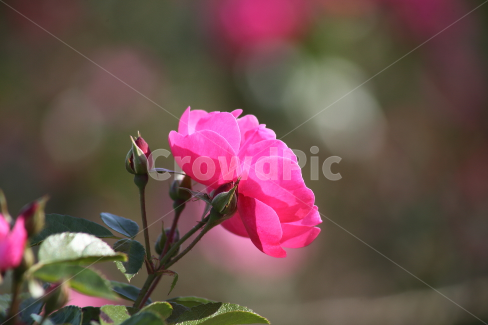 장미,꽃,식물,정원수,rose,식물,자연,plants,nature,꽃,flower