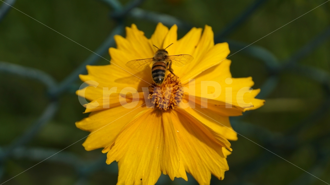 금계국,꽃,플라워,자연,식물,flower,nature,철조망,벌,곤충,insect,bee,honey,동물,animal,꽃사진,접사,macro,풍경,landscape,plants,식물,자연,plants,nature,동물,animal,곤충,벌레,insect,bug,꽃,flower