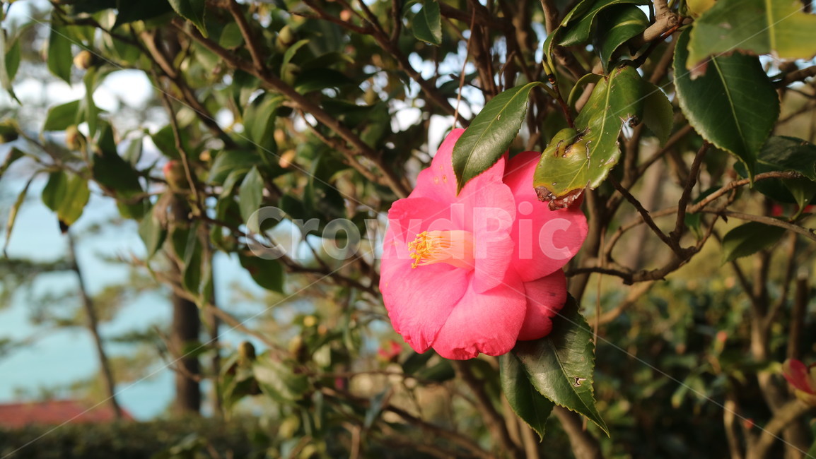 동백,동백꽃,자연,flower,식물,plant,blossom,꽃,camellia
