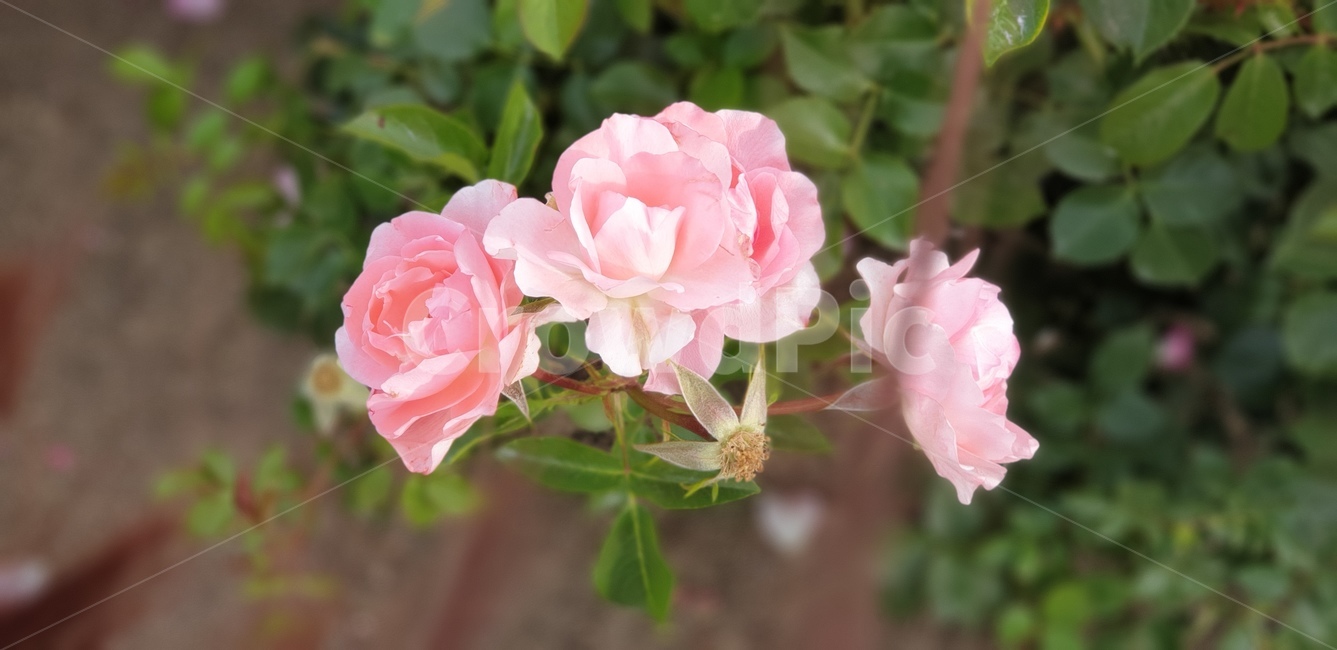 꽃,장미,분홍,flower,rose