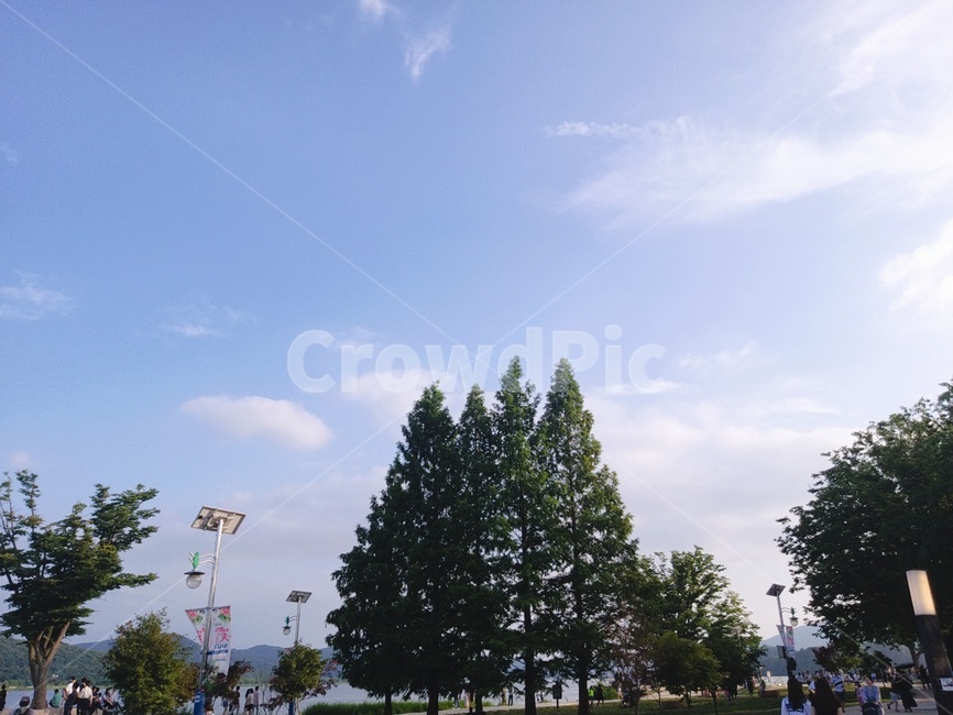 자연,여름,하늘,구름,나무,초록,파란