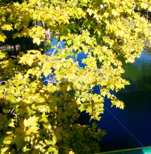 자연,초록색,나뭇잎,강가,여행,프랑스,산책,공원,nature,green,leaf,river,travel,france,walking,resting,식물,자연,plants,nature