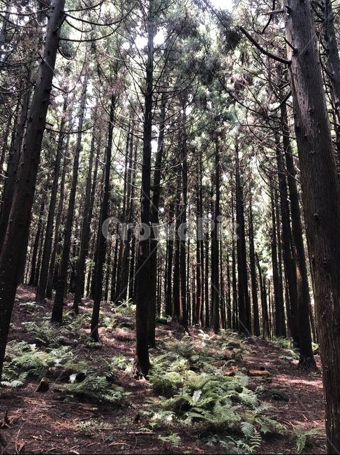 사려니숲길,숲길,나무,삼림지,forest,숲,nature,자연