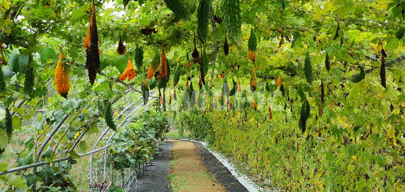 garden,flower,nature,summer,spring,green,white,beauty,floral,pink,season,beautiful,background,field,blossom,petal,bright,colorful,growth,blooming,leaf,park,grass,botany,natural,flora,fresh,outdoor,bloom,plant,식물