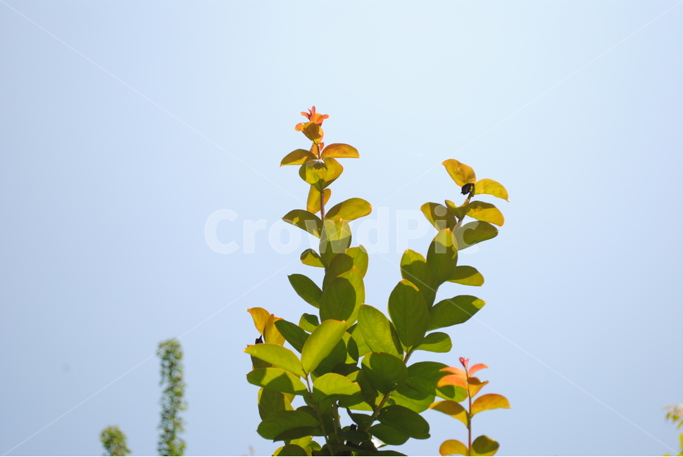 자연,나무,하늘,나뭇잎,잎,배롱나무,배롱나무잎,식물,자연,plants,nature