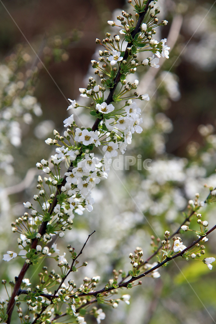 꽃,자연,식물,계절,들꽃,식물,자연,plants,nature,꽃,flower
